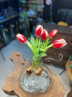 گل لاله قرمز فلوبار