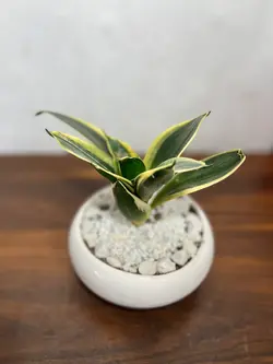 گلدان سانسوریا هانی گلد فلوبار