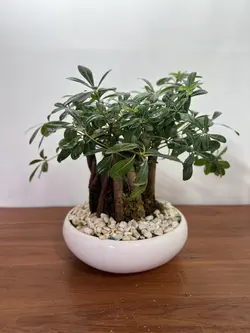 گلدان میخک هندی فلوبار