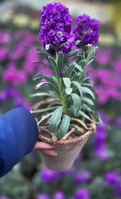 شب بو گلدونی فلوبار