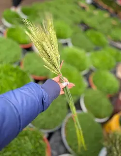 خوشه گندم سبز فلوبار