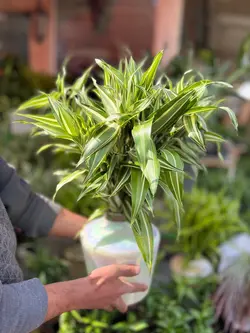 بامبو ابلق با گلدون کریستال هفت رنگ سفید فلوبار