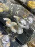 شمع مار نماد سال ۱۴۰۴ فلوبار