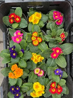 گلدون پامچال فلوبار