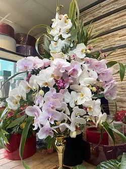 جام گل ارکیده فلوبار