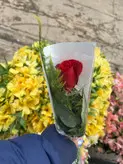 تک شاخه گل رز فلوبار