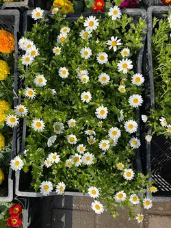 گلدون بابونه فلوبار