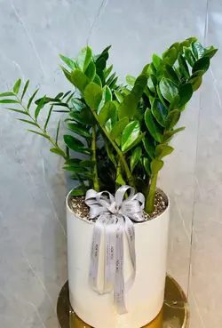 گلدان زاموفیلیا فلوبار