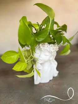 پتوس نئونی با گلدان طرح صورت فلوبار