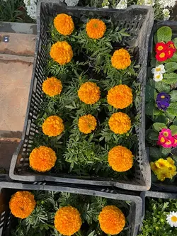 گلدون جعفری گل درشت فلوبار