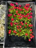 گل مینا گلدونی فلوبار