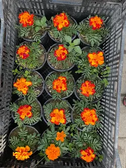 گلدون جعفری مینیاتوری فلوبار