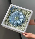 باکس گل و اسکناس آرایی فلوبار