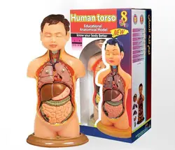 مولاژ 1/4 اندازه طبیعی 7378