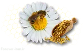 مکمل بی پالن فور اور لیوینگ (گرده گل)