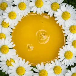 اسانس بابونه (گیاهی،خوراکی،غلظت بالا)