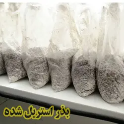 گندم استریل یا بذر آماده مایه زنی - فروشگاه دیبا رشد دامون