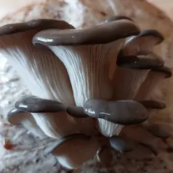 کمپوست قارچ صدفی خاکستری 2کیلوگرم - فروشگاه دیبا رشد دامون