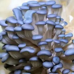 کمپوست قارچ صدفی آبی 2کیلوگرم - فروشگاه دیبا رشد دامون