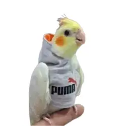 هودی گرینچیک و عروس هلندی و پرندگان هم جثه