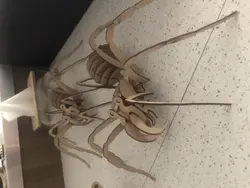 ماکت چوبی سرهم شده به طرح عنکبوت