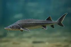 ماهی خاویار شیپ (گونه ای مقاوم و بازده ای بالا) - فروشگاه خاویارستان