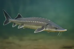 ماهی خاویار فیل ماهی (بلوگا، بزرگترین گونه خاویار) - فروشگاه خاویارستان