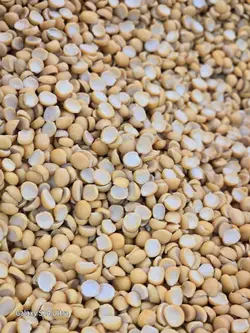 لپه اذرشهر | خشکبار درندشت