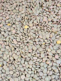 عدس درشت زودپز | خشکبار درندشت