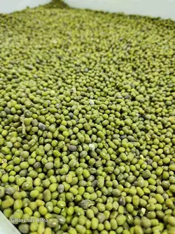 ماش ونزوئلا خوش پخت | خشکبار درندشت