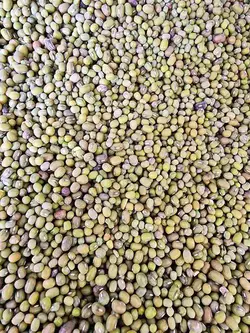 ماش ونزوئلا خوش پخت | خشکبار درندشت