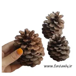 اسباب بازی پرنده - میوه کاج ضدعفونی شده کد a21