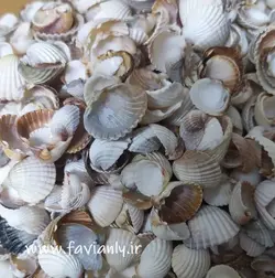 صدف تزیینی آکواریوم بسته 300 گرمی کد a42