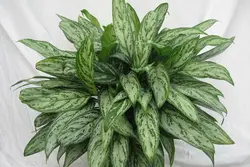 گیاه اپارتمانی اگلونما رسمی (سایز بزرگ)