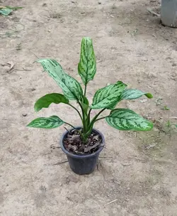 گیاه اپارتمانی اگلونما رسمی (سایز بزرگ)