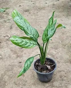 گیاه اپارتمانی اگلونما رسمی (سایز بزرگ)