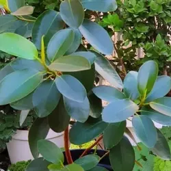 گیاه فیکوس جنگلی