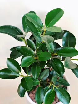 گیاه فیکوس جنگلی