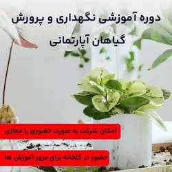 دوره آموزش نگهداری از گیاهان آپارتمانی | حضوری، مجازی و عملی