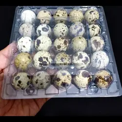 تخم بلدرچین بسته 25 عددی