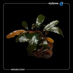 قیمت+ خرید گیاه  بوسفلاندرا رد مینی - مسترآبزی | Mrabzi فروشگاه اینترنتی ماهی آکواریوم و گیاهان آبزی