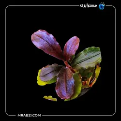قیمت+خرید گیاه  بوسفلاندرا فونیکس رد - مسترآبزی | Mrabzi فروشگاه اینترنتی ماهی آکواریوم و گیاهان آبزی
