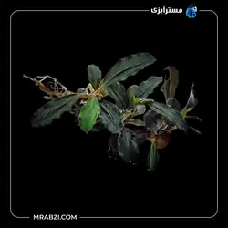 قیمت+خرید گیاه  بوسفلاندرا قهوه‌ای متالیکا - مسترآبزی | Mrabzi فروشگاه اینترنتی ماهی آکواریوم و گیاهان آبزی