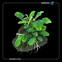 قیمت+خرید گیاه  بوسفلاندرا گرین ویوی (بوسفلاندرا مواج سبز) - مسترآبزی | Mrabzi فروشگاه اینترنتی ماهی آکواریوم و گیاهان آبزی