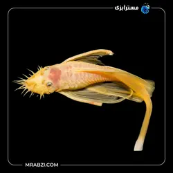 قیمت+ خرید ماهی  کت پوزه بوته ای آلبینو باله بلند - مسترآبزی | Mrabzi فروشگاه اینترنتی ماهی آکواریوم و گیاهان آبزی