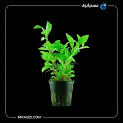 قیمت+ خرید گیاه  هایگروفیلا رزا - مسترآبزی | Mrabzi فروشگاه اینترنتی ماهی آکواریوم و گیاهان آبزی