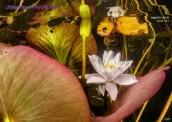 مجله Underwater Photography؛ سپتامبر و اکتبر 2018
