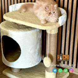 اسکرچر گربه مدل شاینی از برند هاچی