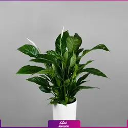 گلدان هدیه لوکس اسپاتی فیلوم بزرگ