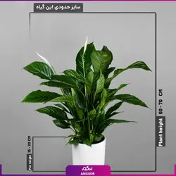 گلدان هدیه لوکس اسپاتی فیلوم بزرگ